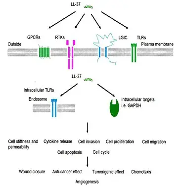 LL-37-Chinese peptide 