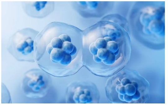 Novo Nordisk reported a 19% year-over-year increase in sales of its diabetes and obesity medications in the first quarter of 2025. with Obesity care revenues jumping 67% YoY to DKK 18.4 billion, driven primarily by Wegovy and Ozempic The company revised its full-year growth outlook to 13–21% (at constant exchange rates) due to U.S. branded GLP1 penetration being affected by compounded alternatives, though operating profit is still expected to rise 16–24% Novo data presented at ECO 2025 indicates semaglutide offers cardiovascular protection even before significant weight loss, positioning it as a multifaceted therapeutic tool The oral Semaglutide's indication for type 2 diabetes has been approved in the United States and China, marketed under the names Rybelsus and Novoxin, respectively. In the first half of 2024, the drug achieved sales of 1.6 billion USD. As the only approved oral GLP-1 drug, oral Semaglutide offers the convenience of oral administration. However, compared to injectable formulations, oral GLP-1 drugs require higher doses, thus necessitating greater attention to safety and tolerability issues. In the field of blood sugar reduction and weight loss, the pace of product iteration around the GLP-1 target is very fast, and competition is fierce. The development trend is moving from daily formulations to weekly or even monthly formulations, from injections to oral formulations, and from single-target to multi-target products, aiming to improve blood sugar reduction and weight loss effects while balancing drug safety and tolerability, enhancing patient compliance, and exploring more clinical benefits. Novo Nordisk is also developing other GLP-1 related products, including a GLP-1/GIP dual-target weekly formulation and a GLP1R/AMYR dual-target compound preparation CagriSema, as well as a long-acting GLP1R and amylin agonist Amycretin. Phase 3 clinical studies for CagriSema are underway, and Phase 1 clinical results for Amycretin showed an average weight loss of 13.1% after 12 weeks of treatment. Eli Lilly's Tirzepatide is the only approved dual-target GIPR/GLP-1R agonist worldwide, with sales reaching 6.658 billion USD in the first half of 2024. In addition, Eli Lilly is developing a GLP1R/GCGR/GIPR triple-target product Retatrutide, which is currently in Phase 2 and 3 clinical trials. Other companies, such as Amgen and Boehringer Ingelheim, are also developing GLP-1 targeted drugs, some of which have entered the later stages of clinical trials. Semaglutide has rapidly transformed from a niche diabetes treatment into a global obesity management powerhouse. With blockbuster sales and robust clinical data, it is reshaping prescription habits, healthcare economics, and even societal behavior. However, real-world adherence, competitive pressures, and evolving regulation mean the journey ahead will test its staying power in the long run.