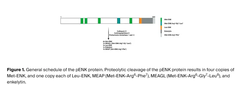 Leu enkephalin