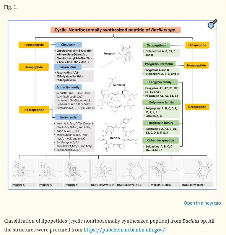 Lipopeptide Lipopeptide