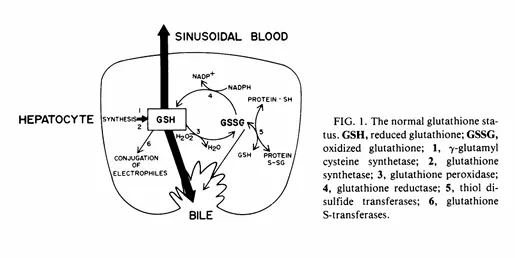 Glutathione