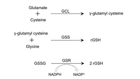 Glutathione