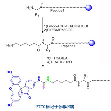 Advantages of Goutuo Biopeptide Technology